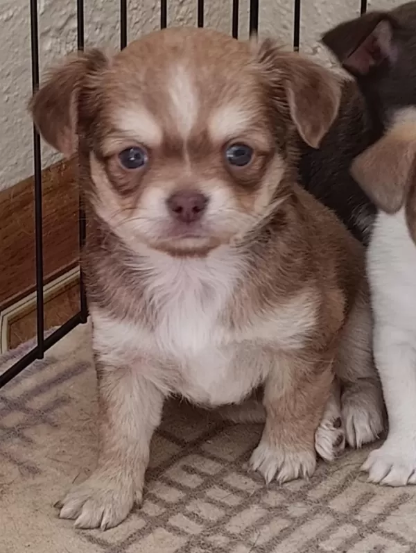 Çikolata Chihuahua Yavrumuz