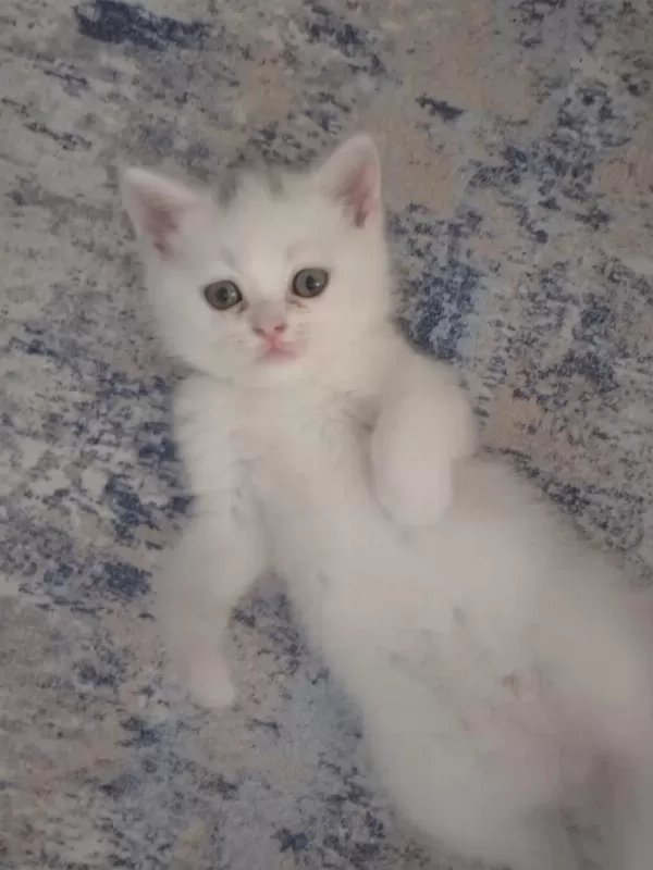 British Shorthair Yavrular