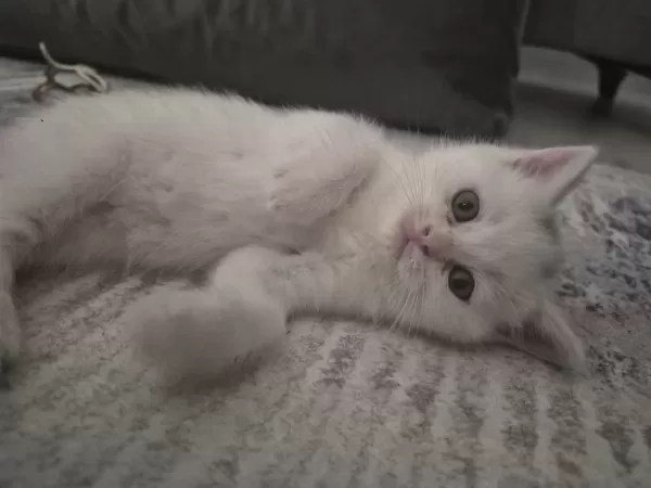British Shorthair Yavrular