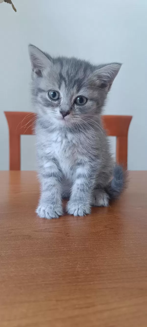 British Shorthair Yavrular