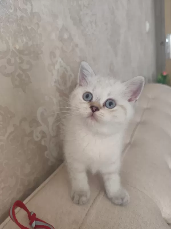 Harika Bir Bebek British Shorthair