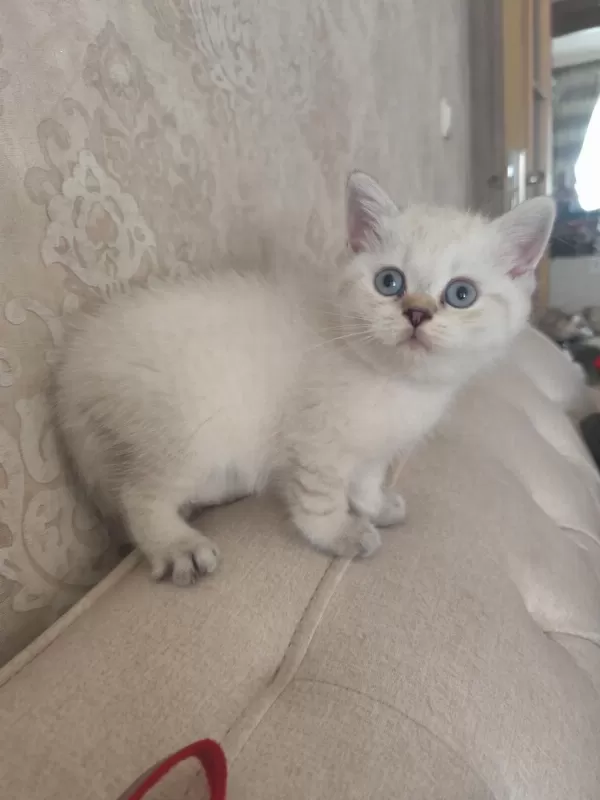 Harika Bir Bebek British Shorthair
