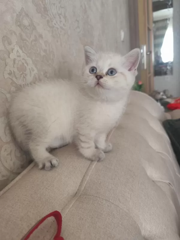 Harika Bir Bebek British Shorthair