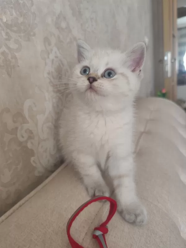 Harika Bir Bebek British Shorthair