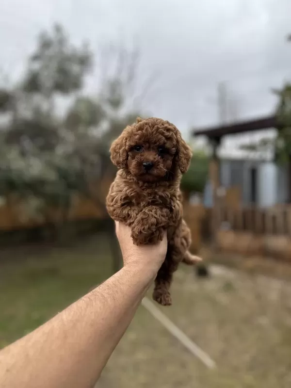 Sağlık Ve İrk Garantili Toy Poodle Yavrularımız