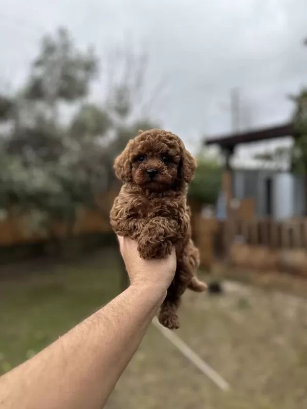 Sağlık Ve İrk Garantili Toy Poodle Yavrularımız