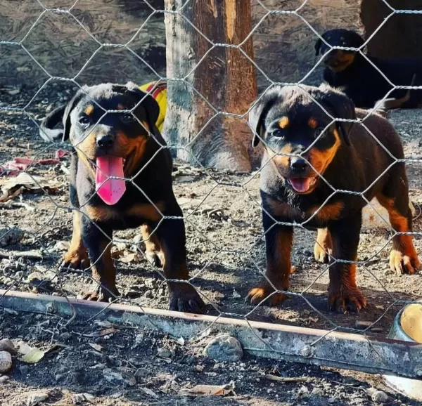 Üretim Çiftliğinden Rottweiler Yavrular