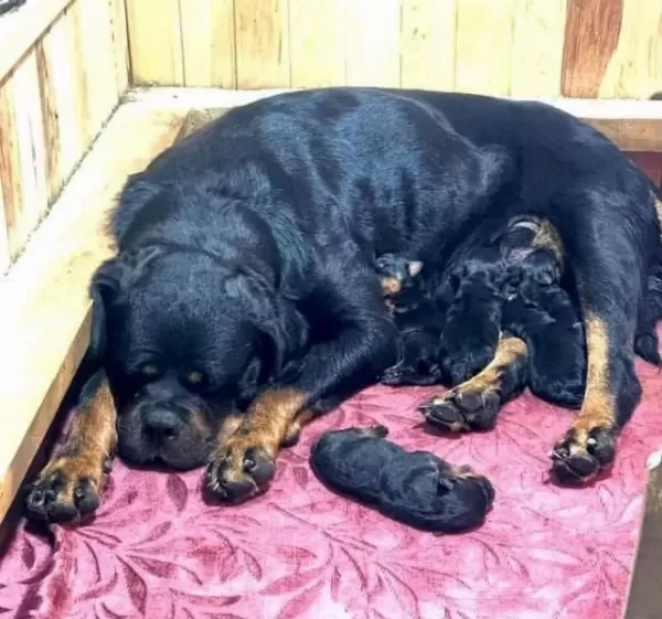 Üretim Çiftliğinden Rottweiler Yavrular