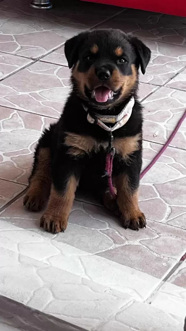 Üretim Çiftliğinden Rottweiler Yavrular