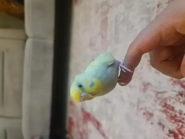 Harika Yavru Muhabbet Kuşu