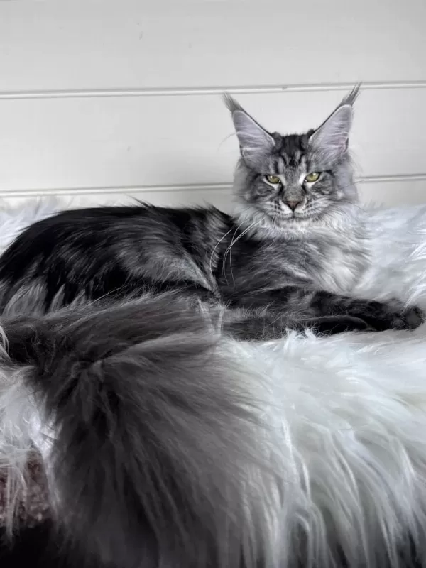 Dev Maine Coon Dişi Ns22