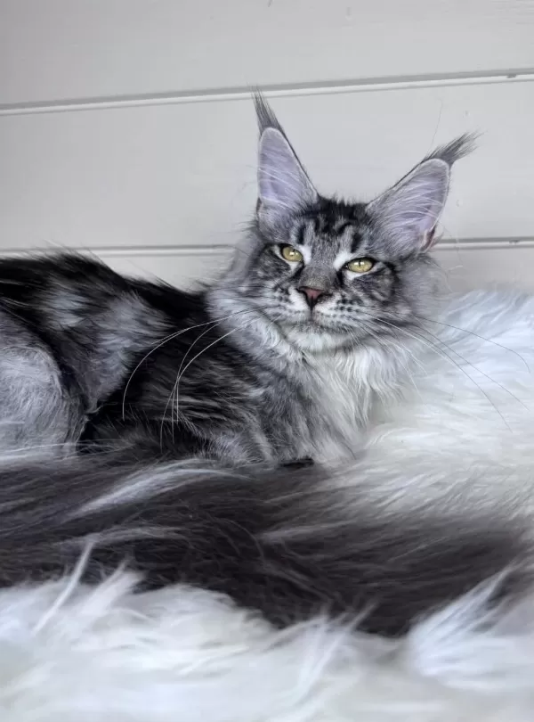 Dev Maine Coon Dişi Ns22