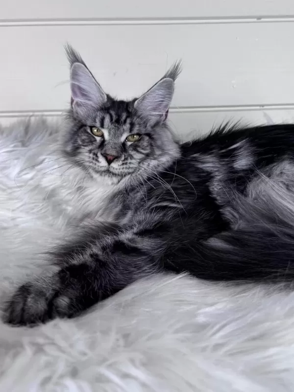Dev Maine Coon Dişi Ns22