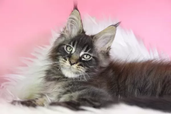 Üst Kaliteli Maine Coon Erkek Orman Rengi