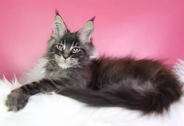 Üst Kaliteli Maine Coon Erkek Orman Rengi