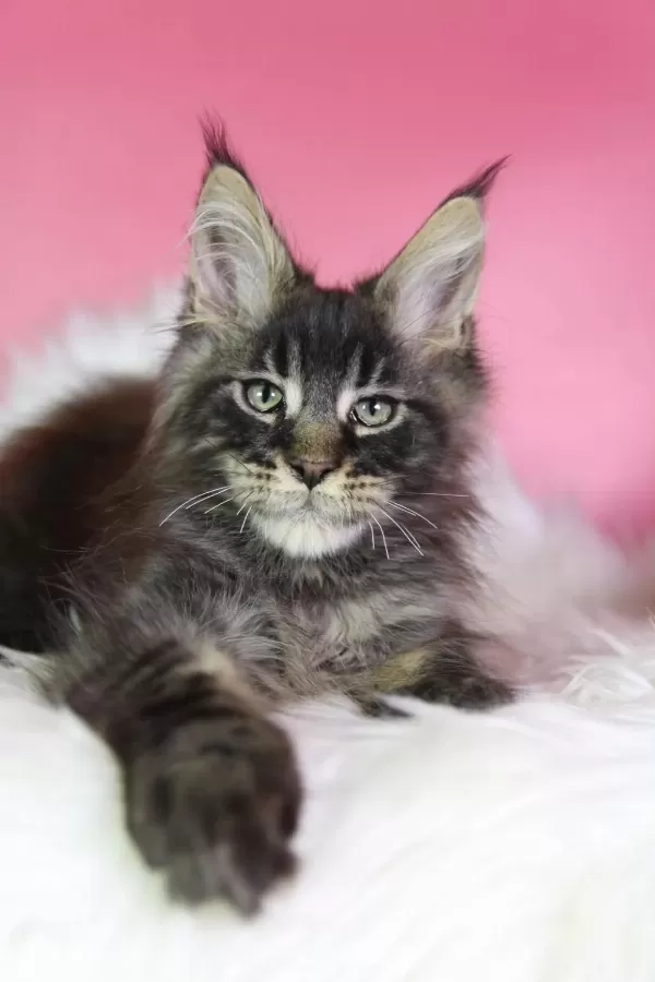 Üst Kaliteli Maine Coon Erkek Orman Rengi