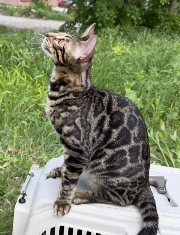 A Kalite Bengal Kedisi Erkek