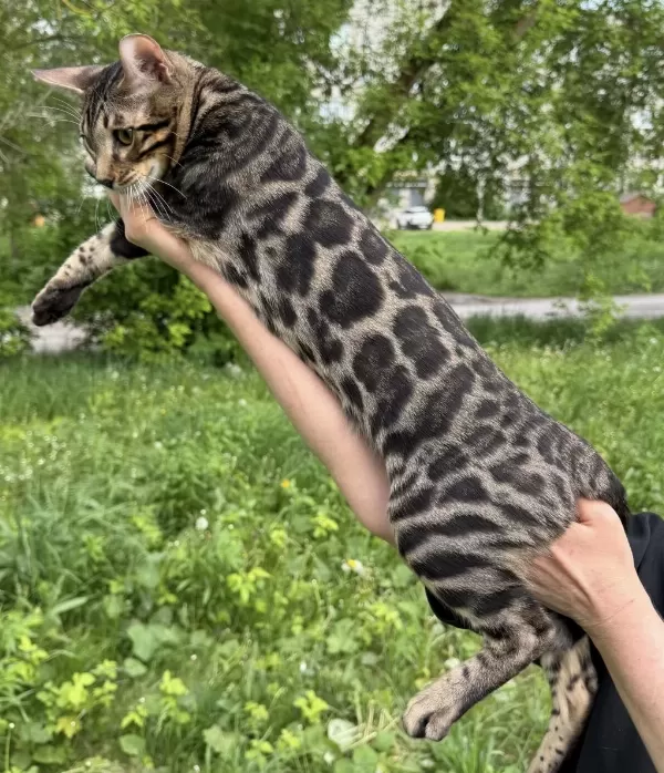 A Kalite Bengal Kedisi Erkek