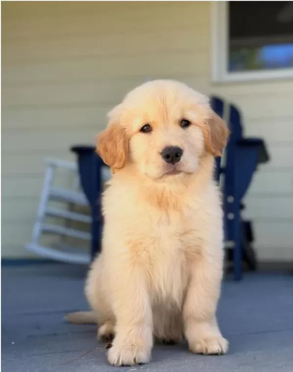 Üretim Çiftliğinden Golden Retriever Yavrular