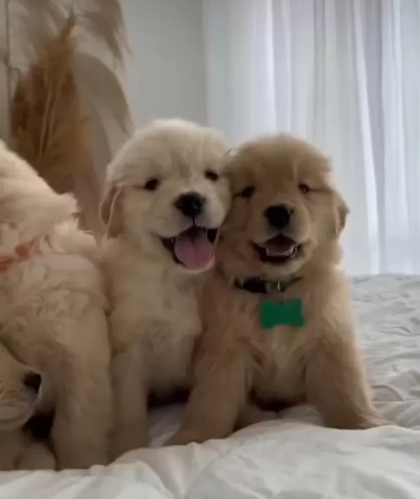 Üretim Çiftliğinden Golden Retriever Yavrular