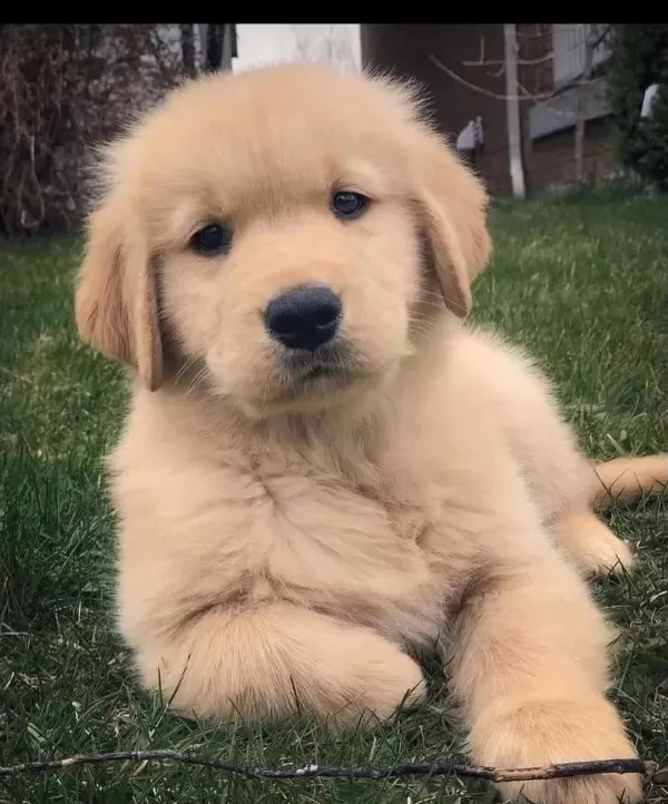Üretim Çiftliğinden Golden Retriever Yavrular