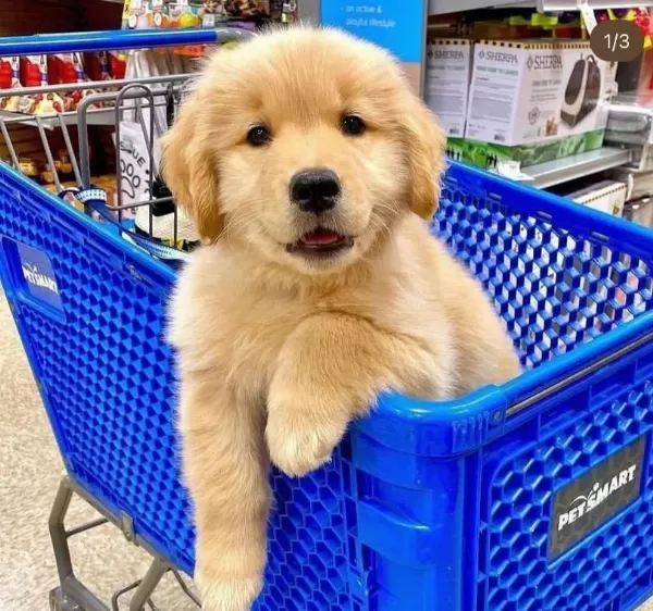 Üretim Çiftliğinden Golden Retriever Yavrular