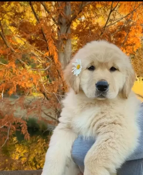 Üretim Çiftliğinden Golden Retriever Yavrular