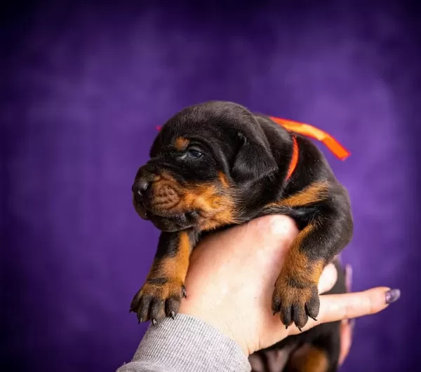 Üretim Çiftliğinden Doberman Yavrular