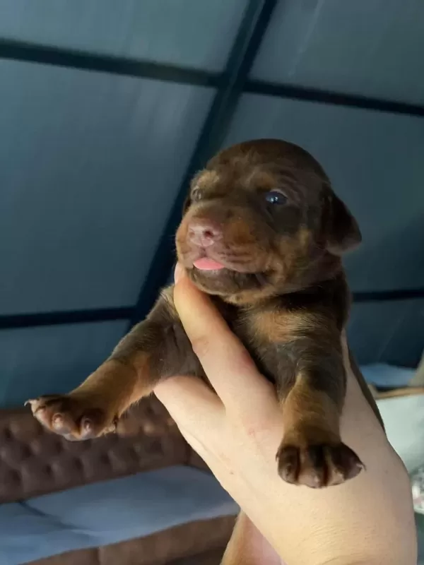 Üretim Çiftliğinden Doberman Yavrular