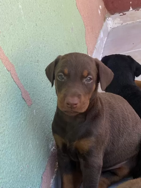Üretim Çiftliğinden Doberman Yavrular