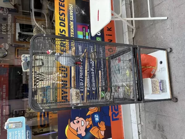Sahiplendirme Jako Papağanı