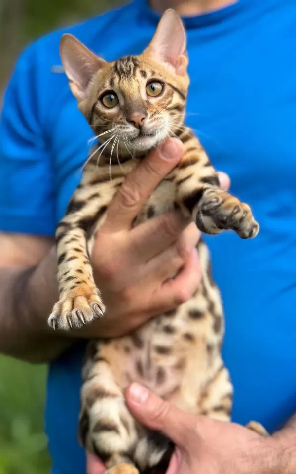 Üst Kaliteli Bengal Erkek