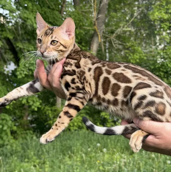 Üst Kaliteli Bengal Erkek