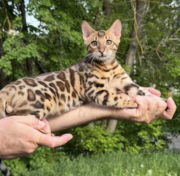 Üst Kaliteli Bengal Erkek