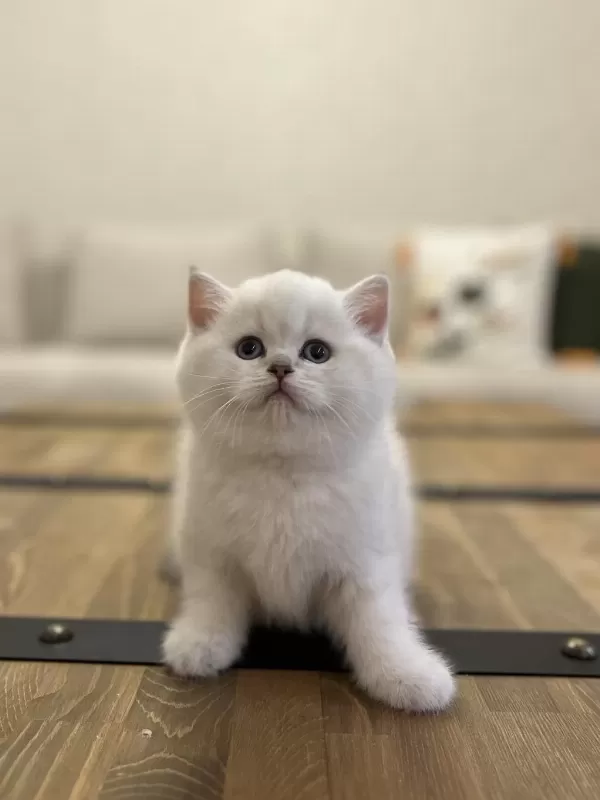 British Shorthair Silver Yavrularim