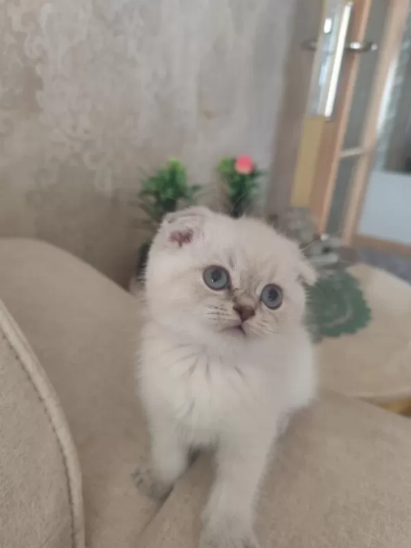 Scottish Fold Güzelliğim