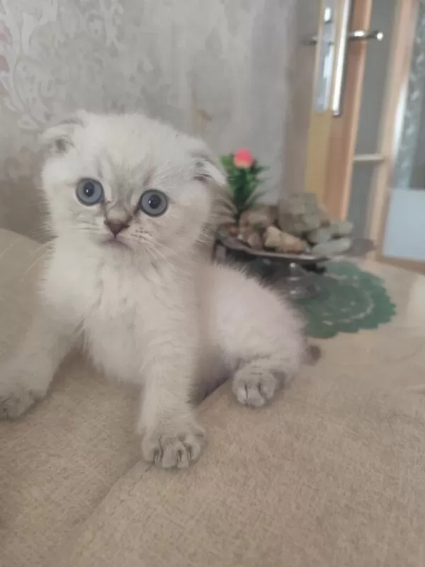 Scottish Fold Güzelliğim