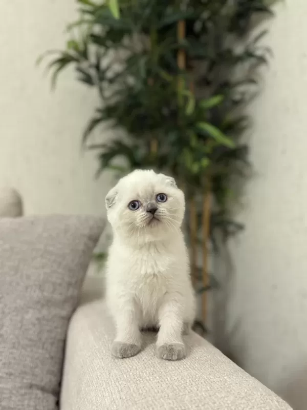 Scottish Fold Blue Point Yavrularim