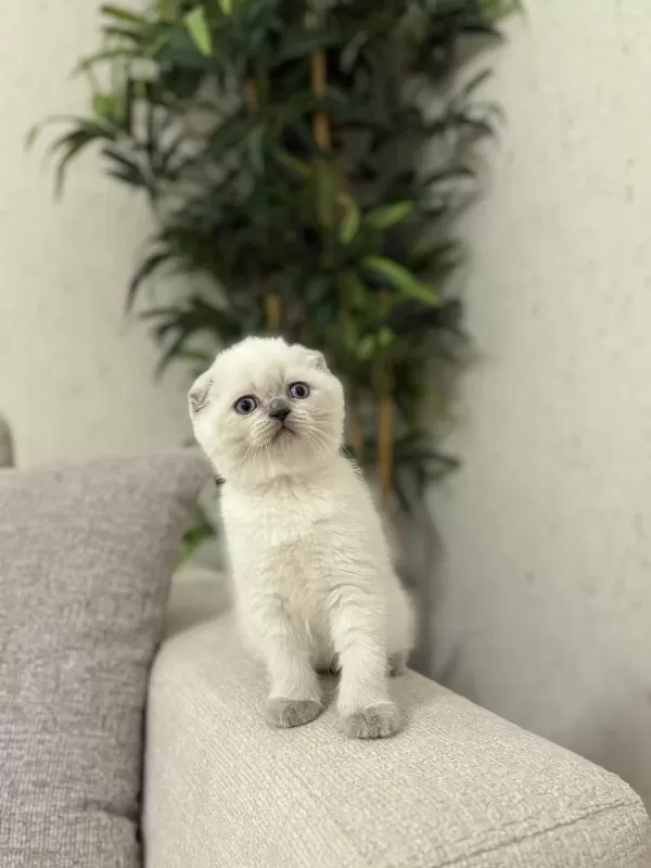 Scottish Fold Blue Point Yavrularim