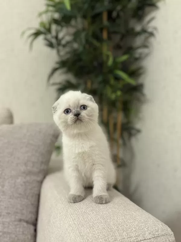 Scottish Fold Blue Point Yavrularim