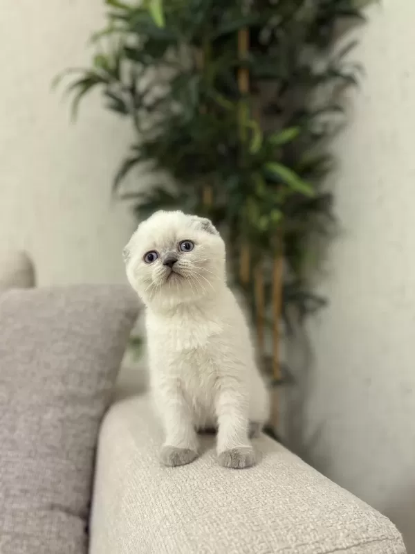 Scottish Fold Blue Point Yavrularim