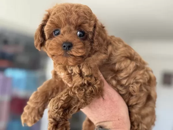 Petmode Köpek Çiftliğinden Kore Toy Poodle