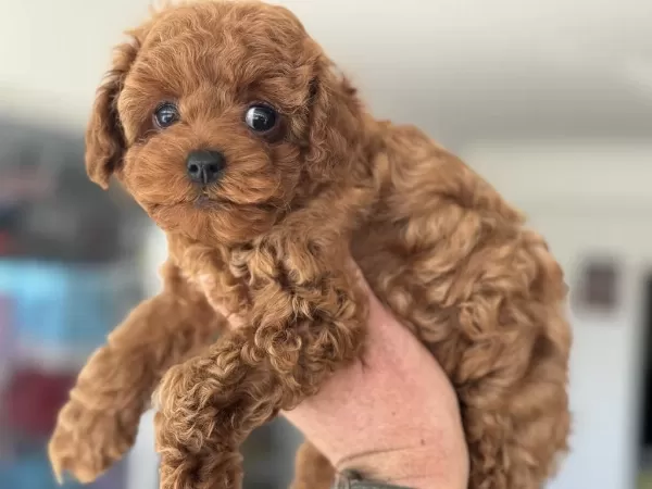 Petmode Köpek Çiftliğinden Kore Toy Poodle
