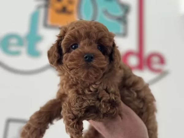 Petmode Köpek Çiftliğinden Kore Toy Poodle