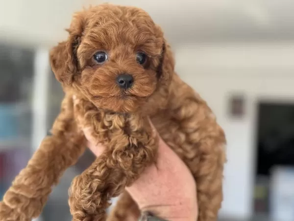 Petmode Köpek Çiftliğinden Kore Toy Poodle