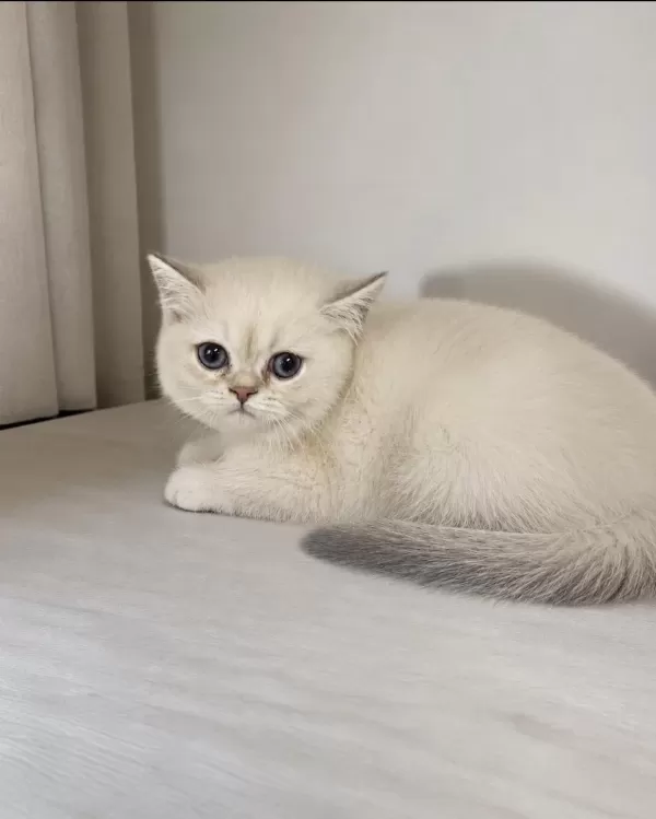 British Shorthair Mükemmel Bebeklerim