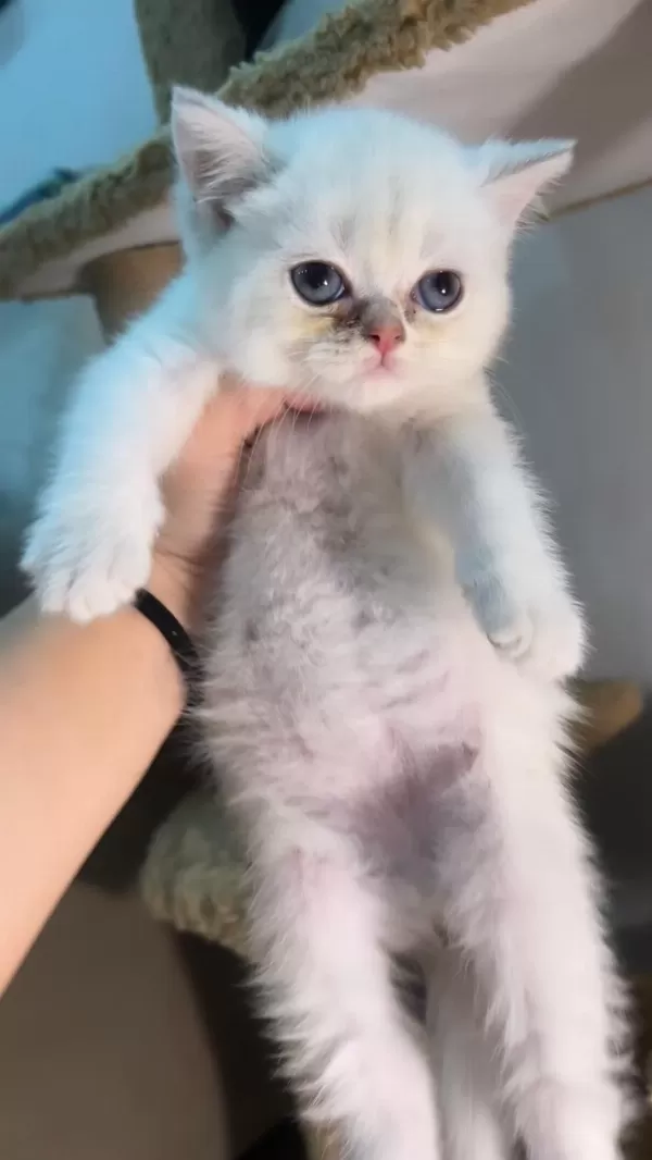 British Shorthair Mükemmel Bebeklerim