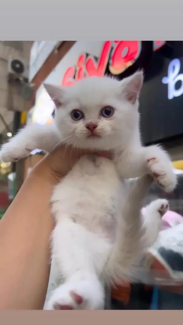 British Shorthair Mükemmel Bebeklerim