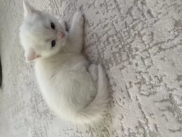 Yavru Kedimiz Yaklaşık 2 Aylık