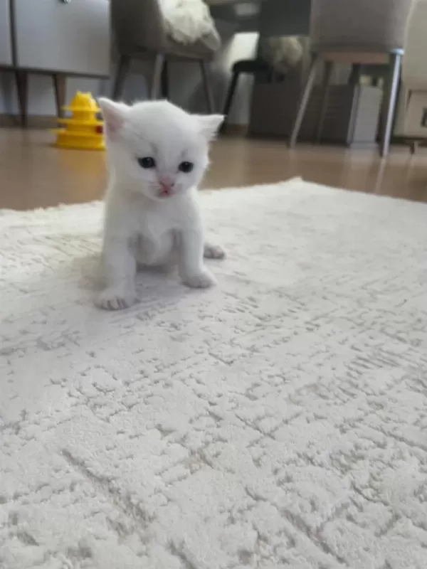 Yavru Kedimiz Yaklaşık 2 Aylık